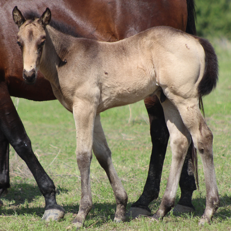 2026 Foal