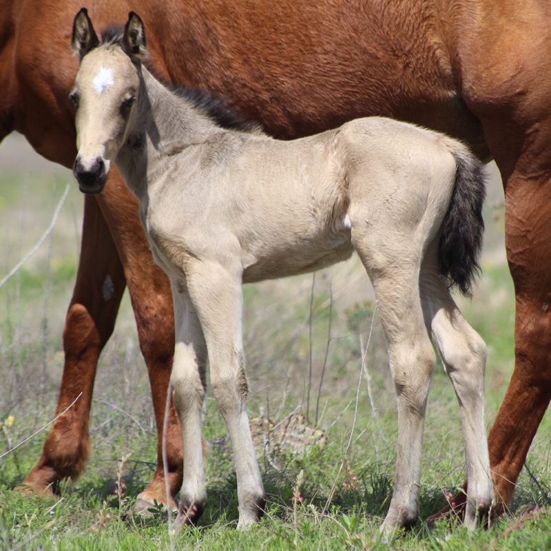 2026 Foal
