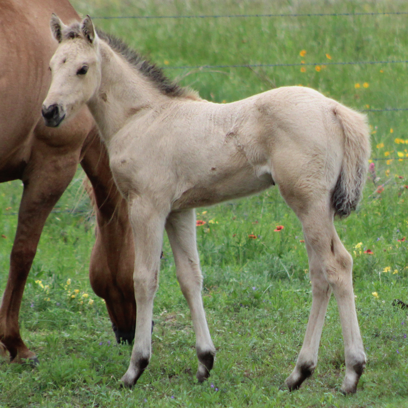 2026 Foal