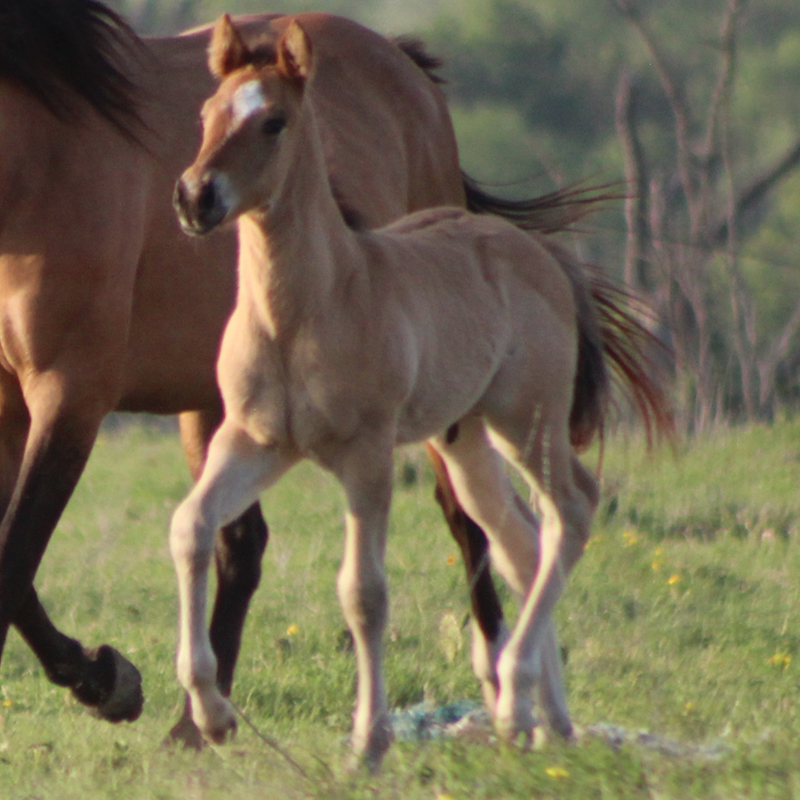 2026 Foal