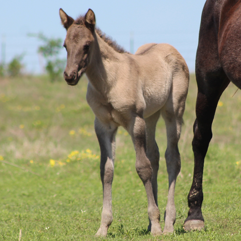 2026 Foal
