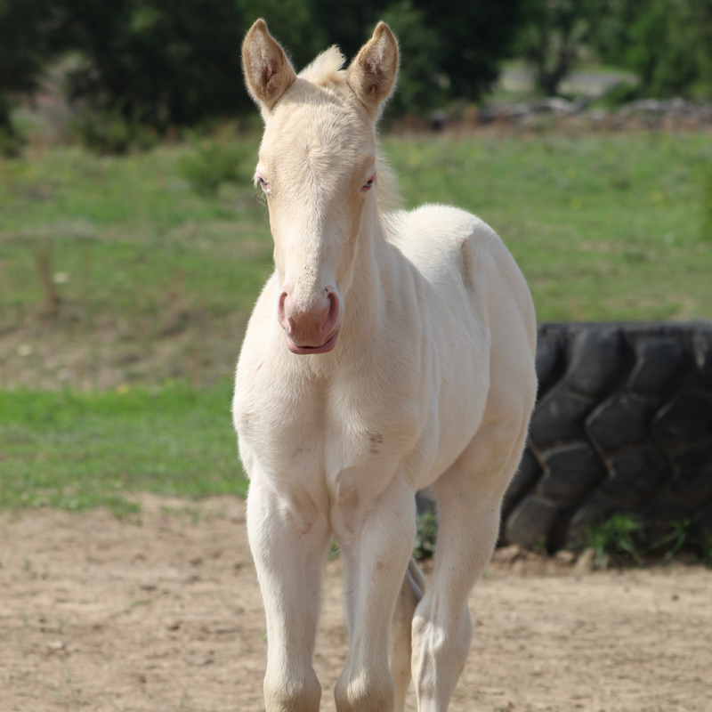 2026 Foal