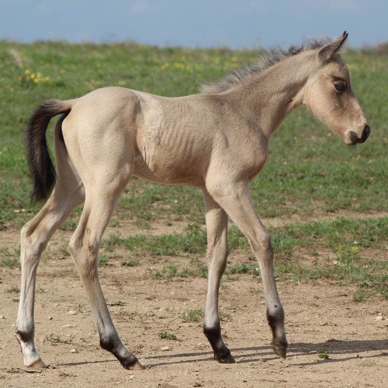 2026 Foal