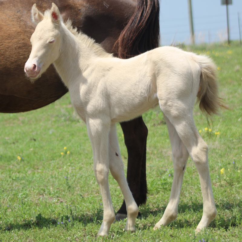 2026 Foal