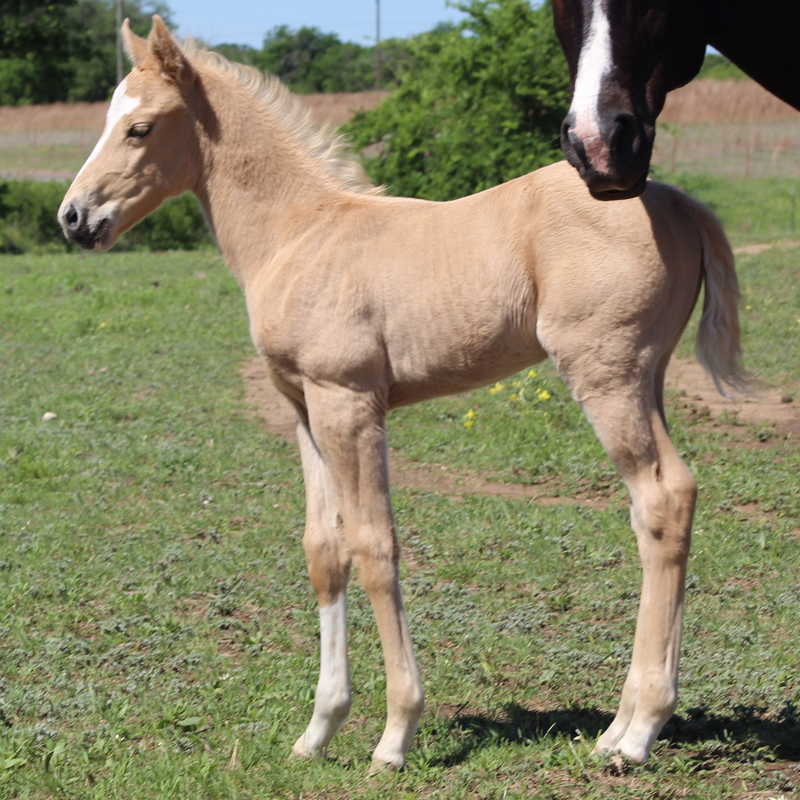 2026 Foal