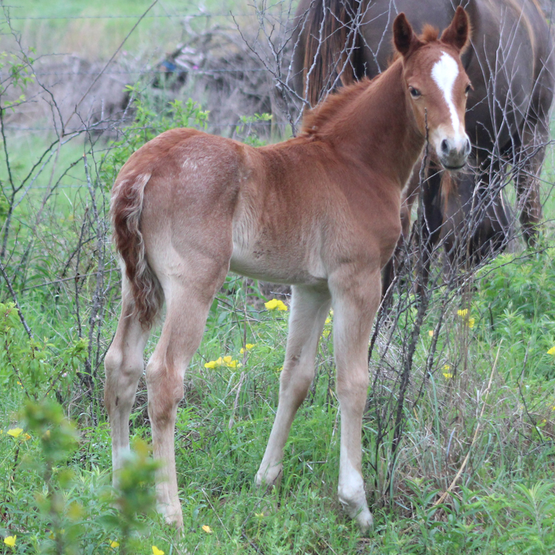 2026 Foal