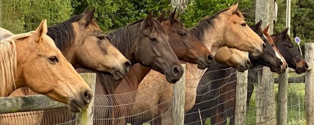 Ranch Mares