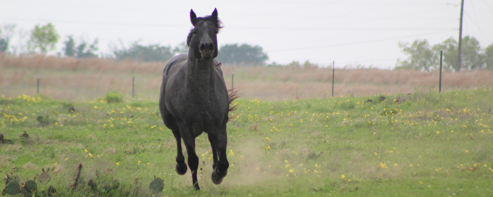 Our Stallions